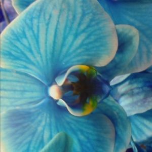 Meet your Posher, Brandy